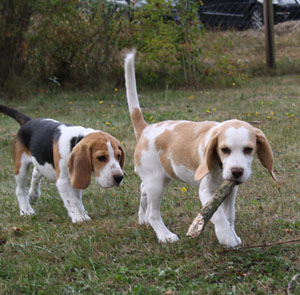 welpen spielen mit stock